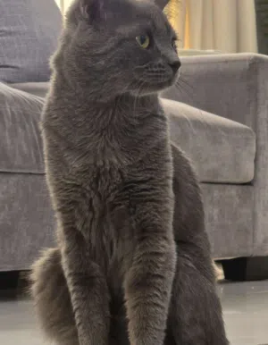 قط British Shorthair للبيع مدرب على لتر بوكس