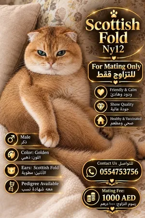 chanchella Scottish fold ny12 for mating