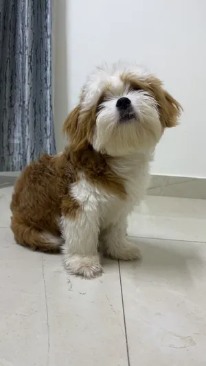 Meet Milo! Purebred Shih Tzu Puppy Looking for a Loving Home