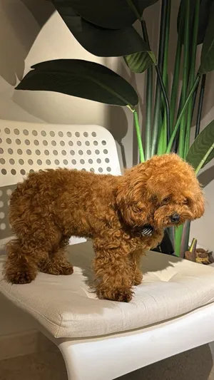 Toy poodle