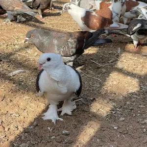 حمام المدينة وحمام حب الرمان