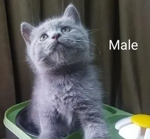 Scottish fold, Scottish straight and British blue kittens قطط اسكوتش فولد و ستريت وبريتش بلو