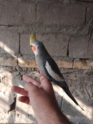 الوصف مهم حبايب قلبي