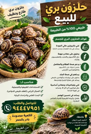 للبيع حلزون جميل لجسم الانسان