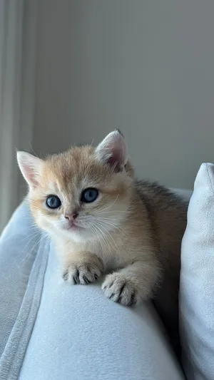 بريتش شورت هير للحجز - british shorthair for reserve