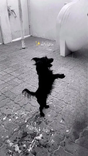 كلب نوعه يوركشير عمره 8شهور مع جوازه لعوب ويحب الصغار