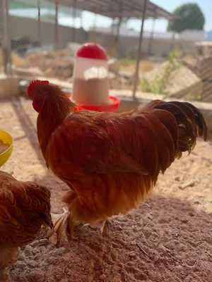 ديك البراهما العملاق دجاج