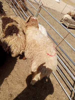 55خروف مطلوب فيهن 220