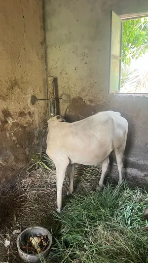 ثور أثيوبي مطعوم