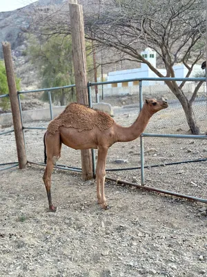 بكرة باطنية