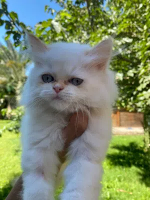 Premium Purebred Persian Kittens (Male & Female