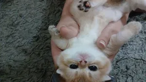 Scottish fold chanchella  teddy bears  ready to go their lovely  houses قطط سكوتش فولد شانشيلا