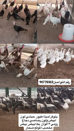 للبيع بط صيني بكيني ابيض خالص