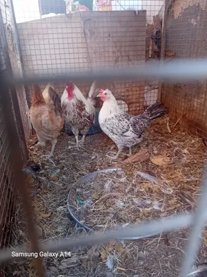 دجاج عماني بياض