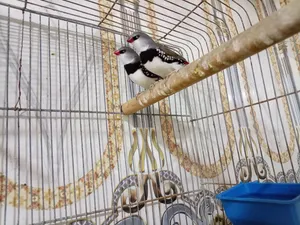 فنجس دايموند فنش