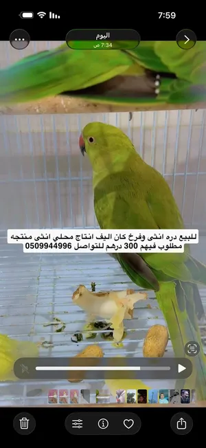 دره هندي حبتين