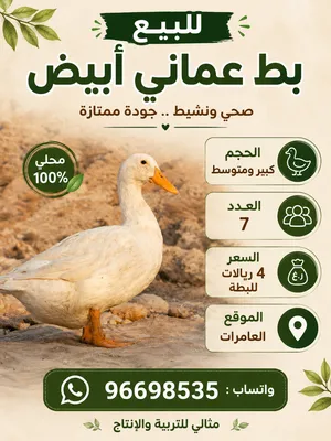 بط عماني للبيع لون ابيض