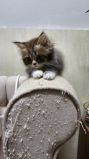 Persian cats for sale