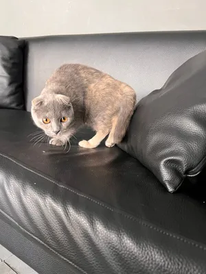 انثى سكوتش العمر 3 اشهر