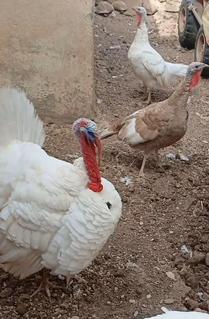 موجود حبش ذكر و3اناثي وطيور حب و ببغاء الريدرام وأربعه جواز زيبرا شوف الوصف