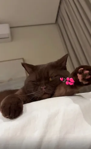 برتش شورت هير صحه ولون ونوع نادر