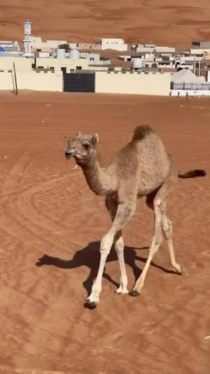 مطلوب حيران وجعدان بالجمله