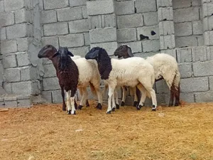 فطاايم للبيع ربي يبارك
