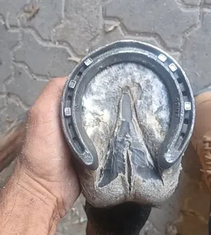 horse farrier