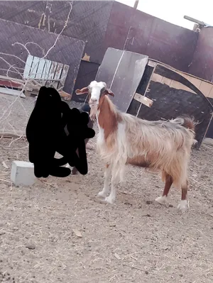 للبيع شاه و بنتها
