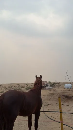 خيل النوع فحل