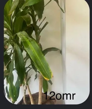 Outdoor plants for sale . Available for viewing at Palm Gardens. Contact Roch,