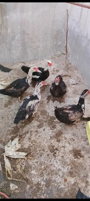 بط مسكوفي منتج