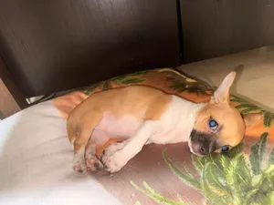 cute exotic potty trained chihuahua for 7000