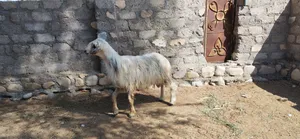 للبيع كبش نجدي