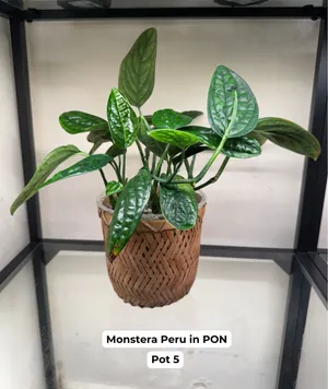 Monstera Peru in PON (Without the Decorative Pot) 70 AED