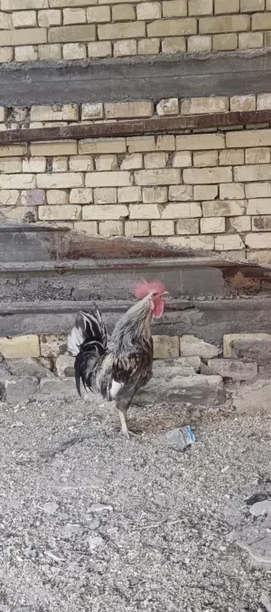 ديك عرب الون شوكي