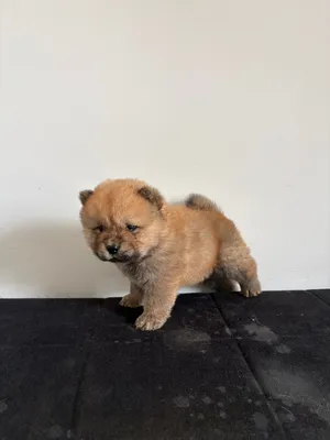 Lovely purebred chow chow waiting for they are forever family