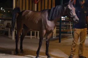 Horse for Sale- Price: 5,000-3-year-old mare, never ridden