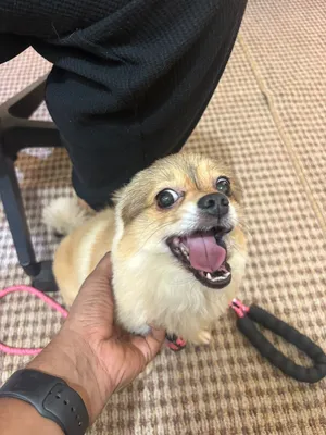 Milo is our mini Pomeranian very active and well trained social dog who now searching for new homes