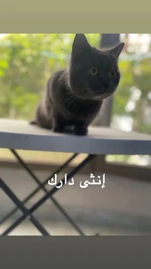 بريتش بيور توب قولتي التبيني