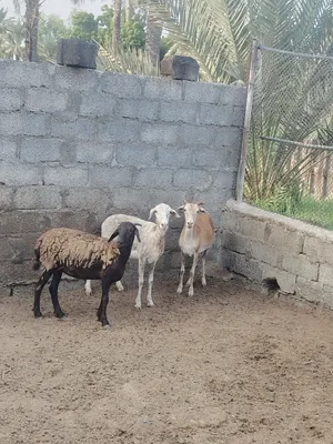 جعد لتربيه ما شاء الله نوادر
