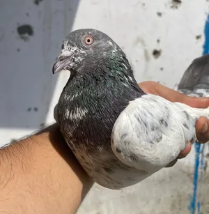 للبيع حمام باكستاني
