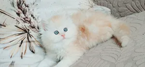 kittens Persian female and males 47days  used litter box //  //