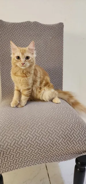 cat for adoption (male 6-8 months old) persian turkish mix, litter trained