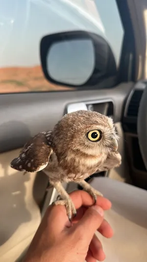 بومة القزم