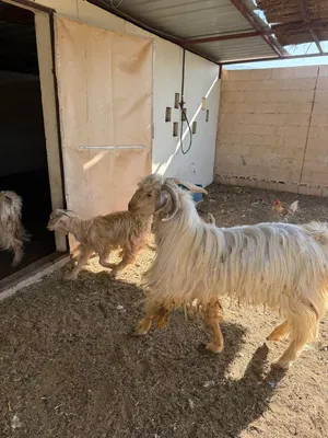 تيس عماني للبيع
