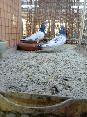 dady pigeon