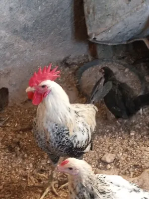 دجاج بلدي للبيع