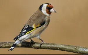 عصافير حسون