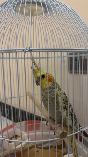 bird cocktail for sale